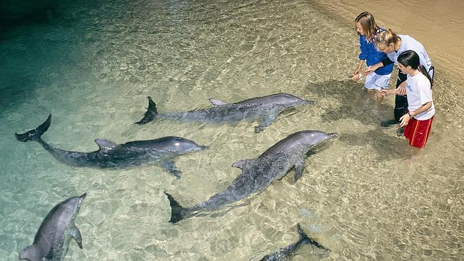 Dolphin Feeding Moreton Island Australia